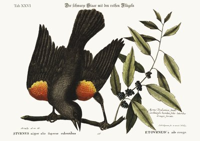 赤い翼のスターリング、1749-73 作： Mark Catesby